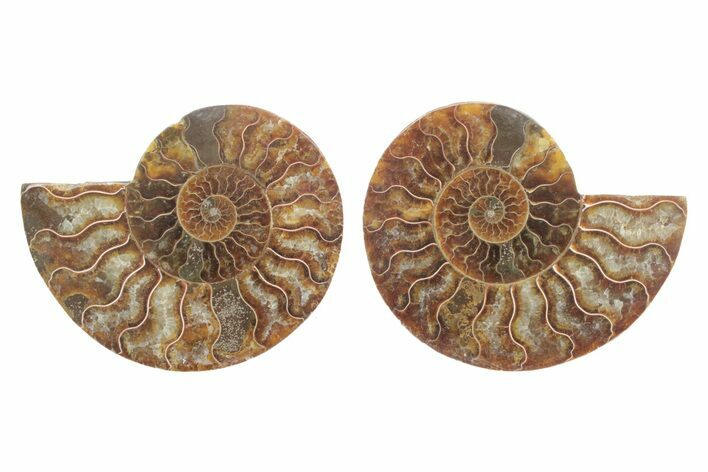 Cut & Polished, Agatized Ammonite Fossil - Madagascar #223123